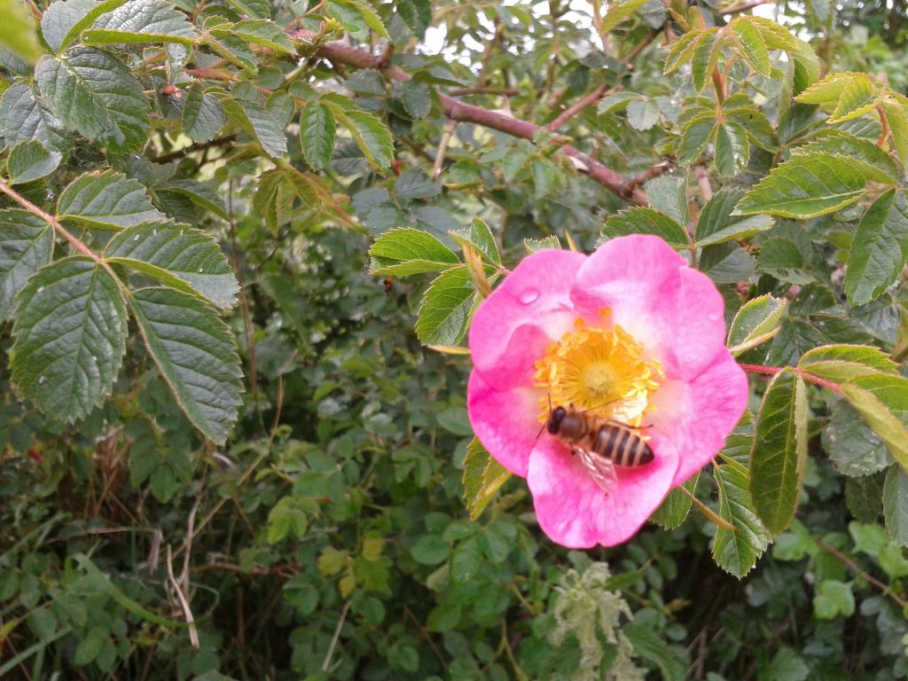 Our honey bee collecting pollen and nectar on a wild Rose