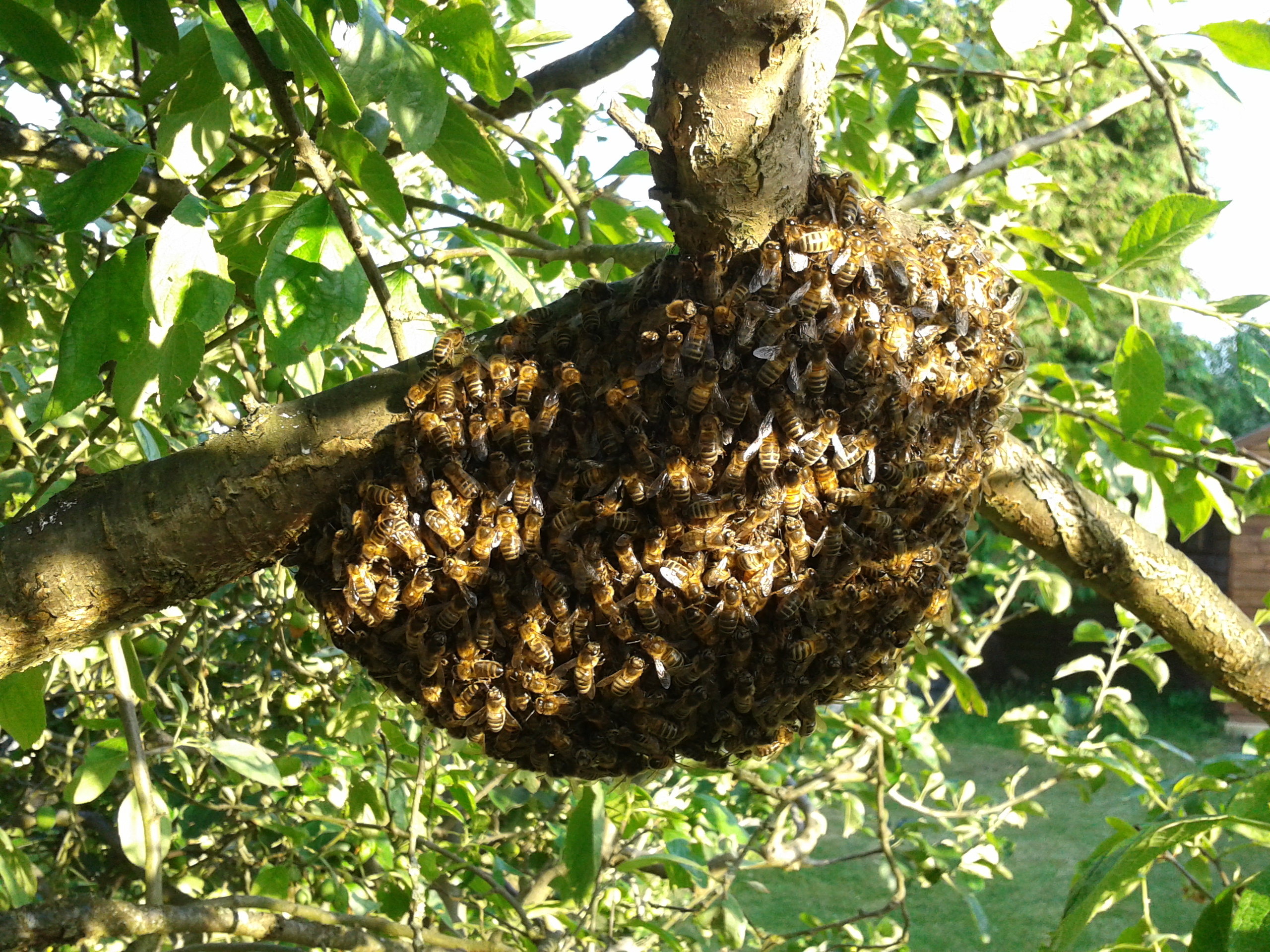 Small swarm on the fruit tree
